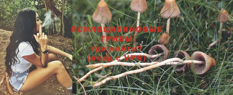 купить наркотик  Нюрба  Галлюциногенные грибы Psilocybe 